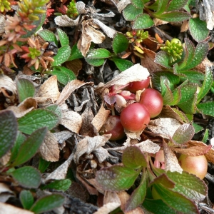 Photographie n°21649 du taxon Arctostaphylos alpina (L.) Spreng. [1825]