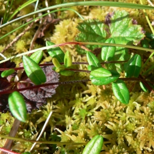 Photographie n°21657 du taxon Vaccinium oxycoccos L. [1753]