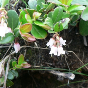 Photographie n°21663 du taxon Vaccinium vitis-idaea L. [1753]