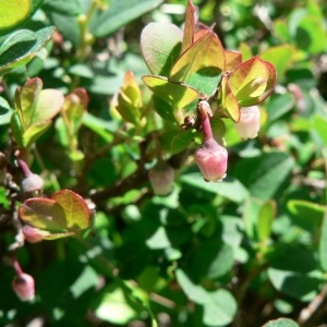 Photographie n°21664 du taxon Vaccinium uliginosum L. [1753]