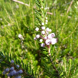 Photographie n°21667 du taxon Erica vagans L. [1770]