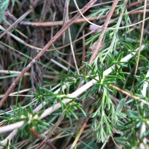 Photographie n°21669 du taxon Erica cinerea L. [1753]