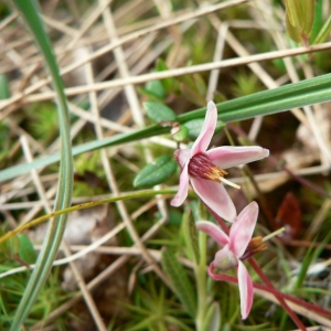 Vaccinium oxycoccos L. (Canneberge)