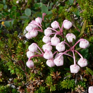 Photographie n°21677 du taxon Andromeda polifolia L. [1753]