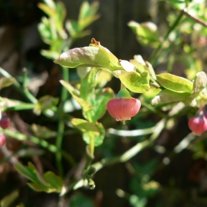 Photographie n°21683 du taxon Vaccinium myrtillus L. [1753]