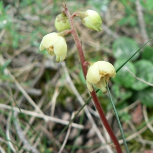 Pyrola chlorantha Sw. (Pirole à fleurs verdâtres)