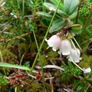 Photographie n°21689 du taxon Vaccinium vitis-idaea L. [1753]