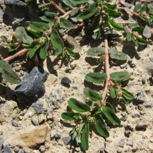 Photographie n°21696 du taxon Euphorbia maculata L.