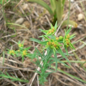 Photographie n°21697 du taxon Euphorbia exigua L. [1753]