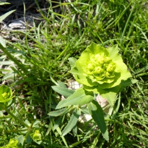 Photographie n°21698 du taxon Euphorbia serrata L.