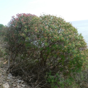 Photographie n°21701 du taxon Euphorbia dendroides L. [1753]