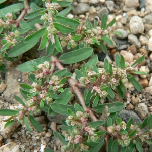 Photographie n°21707 du taxon Euphorbia jovetii Huguet [1971]
