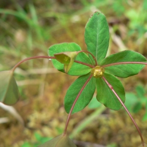 Euphorbia lanuginosa Lam. (Euphorbe à tige anguleuse)