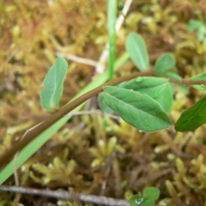  - Euphorbia angulata Jacq. [1789]