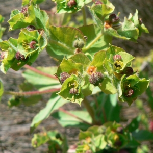 Photographie n°21710 du taxon Euphorbia hirsuta L. [1759]