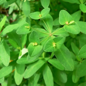  - Euphorbia dulcis subsp. incompta (Ces.) Nyman [1890]