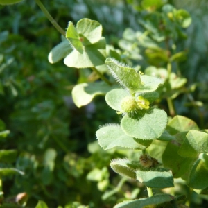 Photographie n°21716 du taxon Euphorbia hirsuta L. [1759]