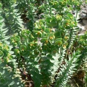 Photographie n°21719 du taxon Euphorbia paralias L. [1753]