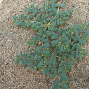 Photographie n°21724 du taxon Euphorbia peplis L. [1753]
