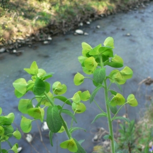 Photographie n°21727 du taxon Euphorbia amygdaloides L. [1753]