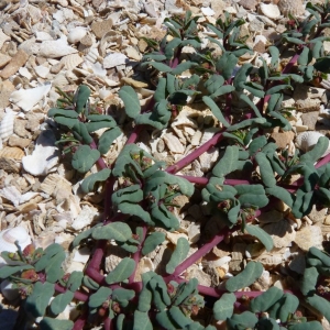 Photographie n°21730 du taxon Euphorbia peplis L. [1753]