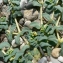  Mathieu MENAND - Euphorbia peplis L. [1753]