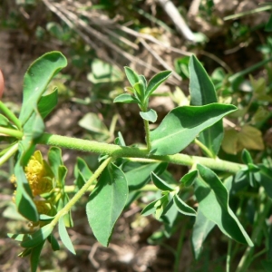 Photographie n°21733 du taxon Euphorbia flavicoma subsp. flavicoma