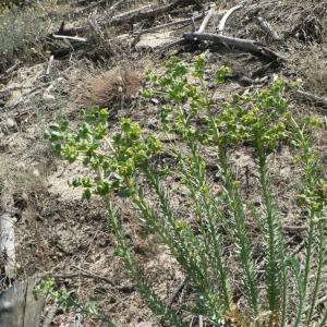 Photographie n°21738 du taxon Euphorbia paralias L. [1753]