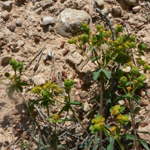 Photographie n°21740 du taxon Euphorbia flavicoma subsp. mariolensis (Rouy) O.Bolòs & Vigo [1974]