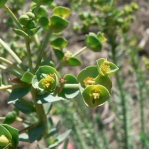 Photographie n°21742 du taxon Euphorbia paralias L. [1753]