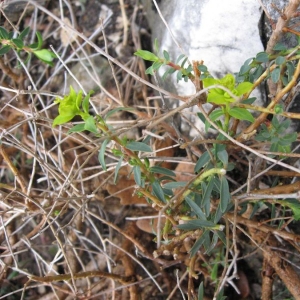 Photographie n°21745 du taxon Euphorbia spinosa L. [1753]
