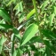  Mathieu MENAND - Euphorbia flavicoma subsp. verrucosa (Fiori) Pignatti [1973]