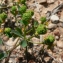  Mathieu MENAND - Euphorbia flavicoma subsp. mariolensis (Rouy) O.Bolòs & Vigo [1974]