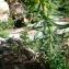  Mathieu MENAND - Euphorbia cyparissias L.