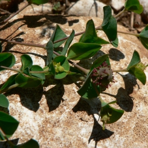 Photographie n°21761 du taxon Euphorbia duvalii Lecoq & Lamotte [1847]