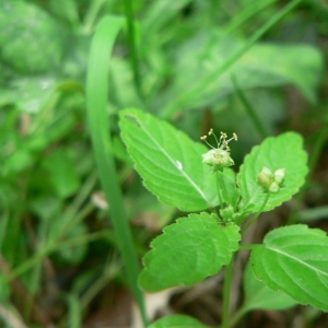 Photographie n°21763 du taxon Mercurialis annua L. [1753]