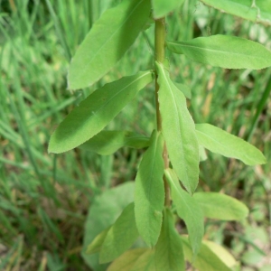 Photographie n°21764 du taxon Euphorbia stricta L. [1759]