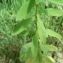  Mathieu MENAND - Euphorbia stricta L. [1759]