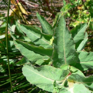 Photographie n°21766 du taxon Euphorbia hirsuta L. [1759]