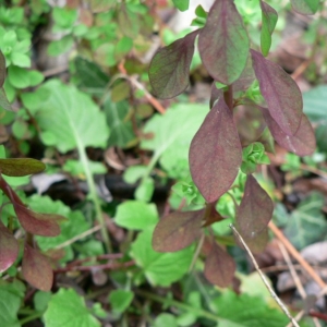 Photographie n°21767 du taxon Euphorbia peplus L.