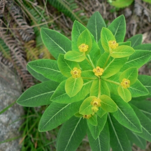 Photographie n°21768 du taxon Euphorbia hyberna L. [1753]