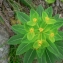  Mathieu MENAND - Euphorbia hyberna L. [1753]
