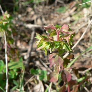 Photographie n°21769 du taxon Euphorbia peplus L.