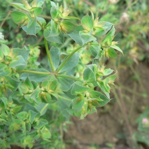 Photographie n°21772 du taxon Euphorbia falcata L. [1753]