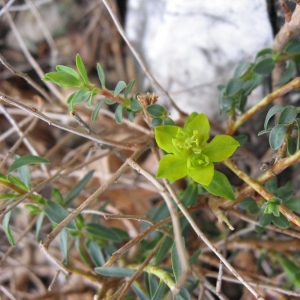 Photographie n°21773 du taxon Euphorbia spinosa L. [1753]