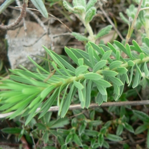 Photographie n°21776 du taxon Euphorbia seguieriana Neck. [1770]