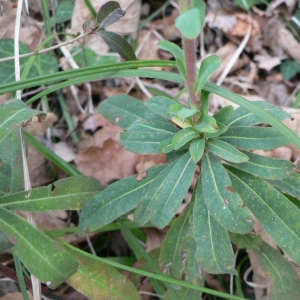 Photographie n°21783 du taxon Euphorbia amygdaloides L. [1753]