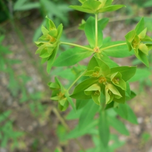Photographie n°21784 du taxon Euphorbia platyphyllos L. [1753]