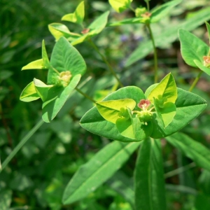 Euphorbia dulcis subsp. incompta (Ces.) Nyman (Euphorbe pourprée)