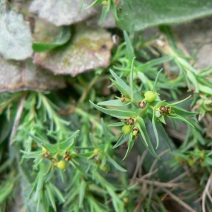 Photographie n°21787 du taxon Euphorbia exigua L. [1753]